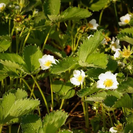 Strawberry *